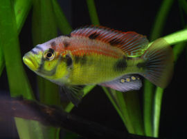 Astatotilapia aeneocolor - Männchen