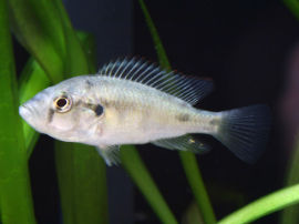 Astatotilapia aeneocolor - Weibchen