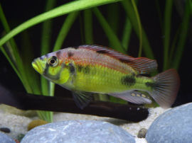 Haplochromis (Astatotilapia) aeneocolor - yellow belly