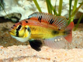 Astatotilapia aeneocolor - Männchen