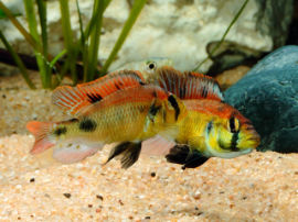 Astatotilapia aeneocolor - Zwei dominierende Männchen