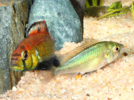 Astatotilapia aeneocolor - Eiablage