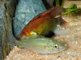 Astatotilapia aeneocolor - Eiablage