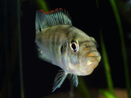 Astatotilapia aeneocolor - Weibchen mit Eier