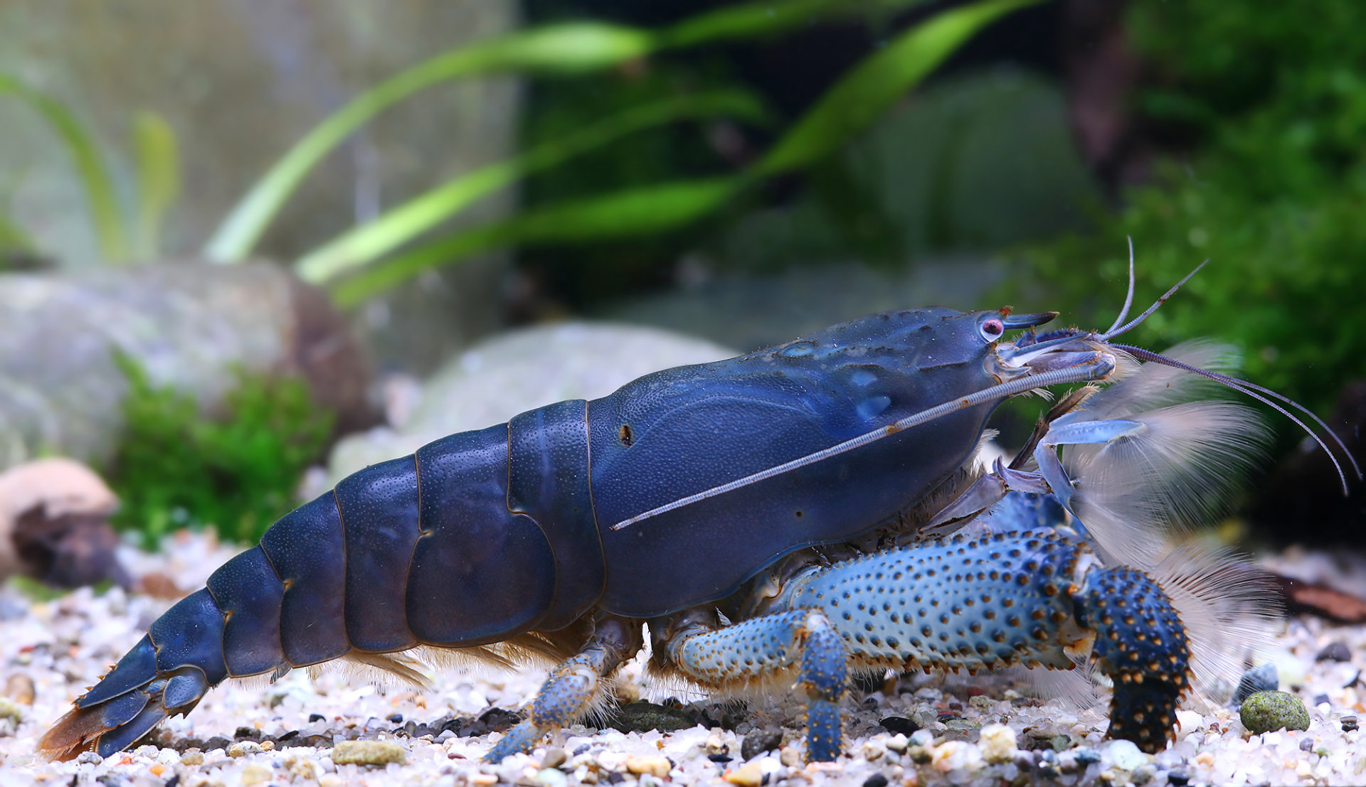 Atya gabonensis - Blaue Monstergarnele