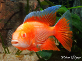 Aulonocara jacobfreibergi - eureka albino