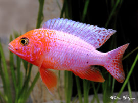 Aulonocara spec. - firefish