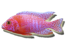 Aulonocara spec. - Aulonocara firefish