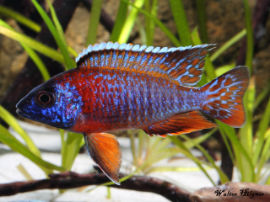 Aulonocara spec. - blue / red