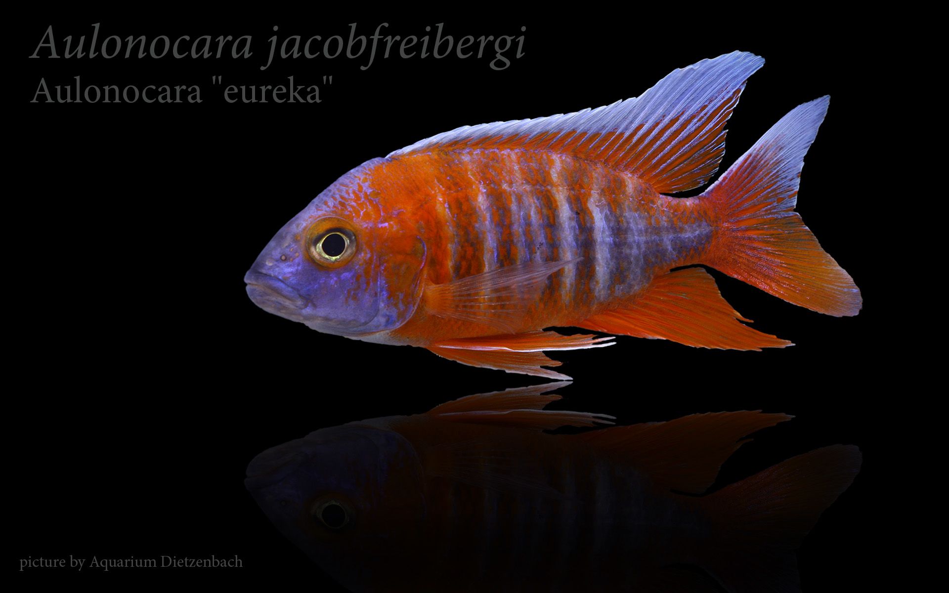 Aulonocara jacobfreibergii  -  Aulonocara "eureka"