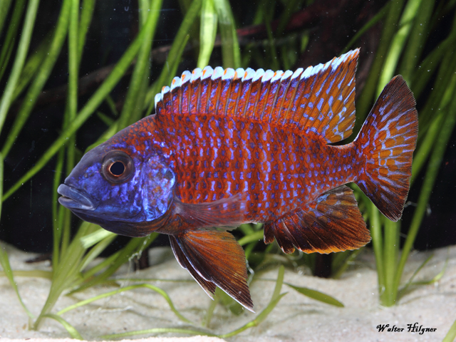 Aulonocara spec. - Red Rubin