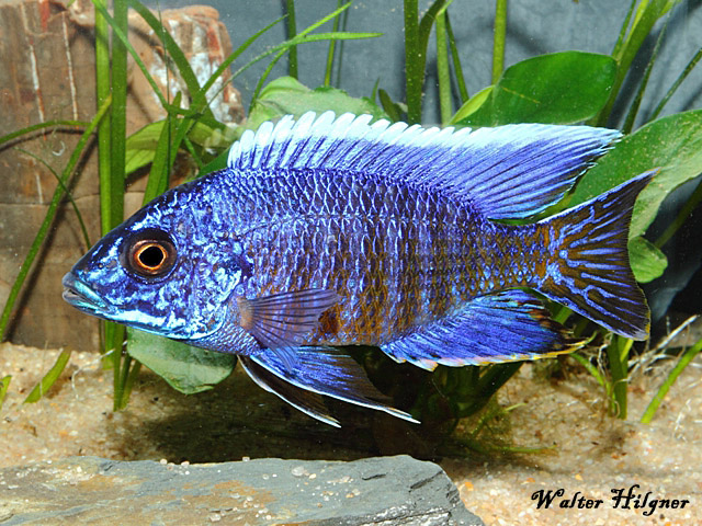Aulonocara stuartgranti - Männchen