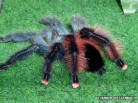 Avicularia spec.