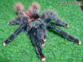 Avicularia spec.