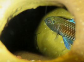 Badis pallidus