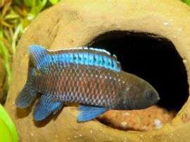 Badis pallidus