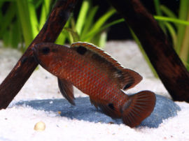 Badis singenensis - Männchen