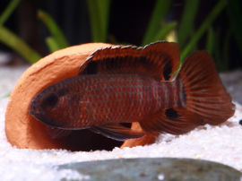 Badis singenensis - Männchen