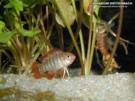 Badis spec. - Scarlet