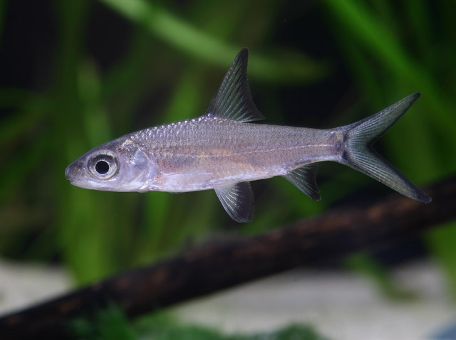 Balantiocheilus melanopterus - Haibarbe