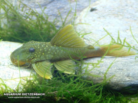 Baryancistrus demantoides L200 (Hifin) - Hochflossen Phantomwels
