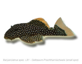 Baryancistrus spec. - L81 Gelbsaum-Prachtharnischwels