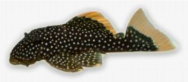 Baryancistrus xanthellus L81 - Gelbsaum-Prachtharnischwels (small spot)