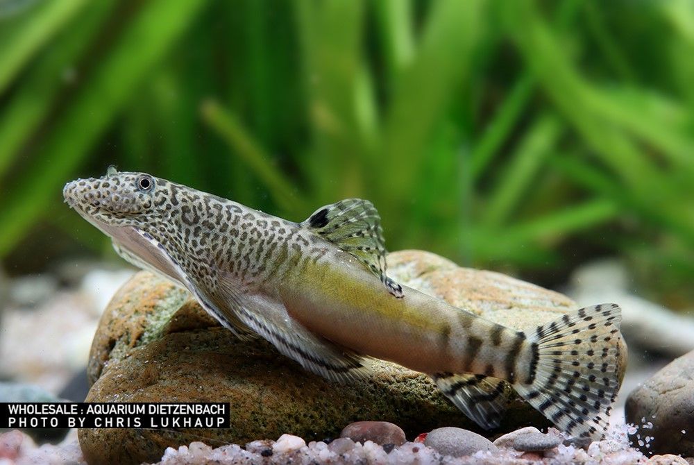 Beaufortia pingi - Pings Flossensauger