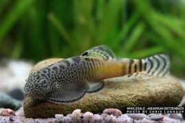 Beaufortia pingi - Pings Flossensauger