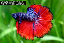 Betta splendens - Halfmoon blue red