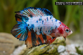 Betta splendens - Premium Halfmoon Doubletail
