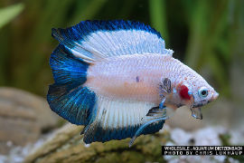 Betta splendens - Premium Halfmoon Doubletail