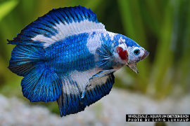 Betta splendens - Premium Halfmoon Doubletail