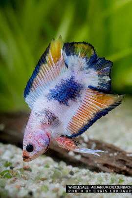 Betta splendens - Premium Halfmoon Doubletail
