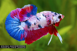 Betta splendens - Premium Koi