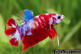 Betta splendens - Premium Koi