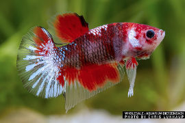Betta splendens - Premium Koi