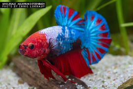 Betta splendens - Giant