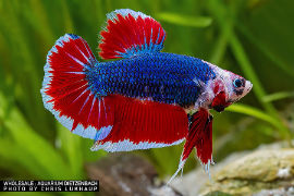 Betta splendens - Giant