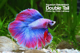 Betta splendens - Double Tail