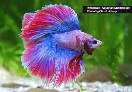 Betta splendens - Double Tail