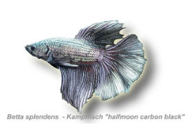 Betta splendens - Kampffisch halfmoon carbon black