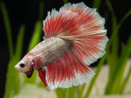 Betta splendens - Kampffisch halfmoon special color