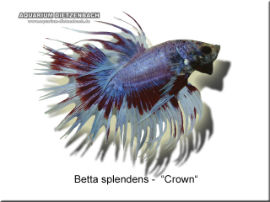 Betta splendens - Kampffisch Männchen Crown