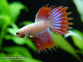 Betta splendens - Crown Betta