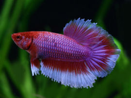 Betta splendens - Junges Männchen