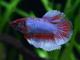 Betta splendens - Junges Männchen