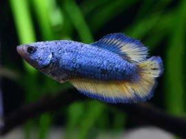 Betta splendens - Adultes Männchen