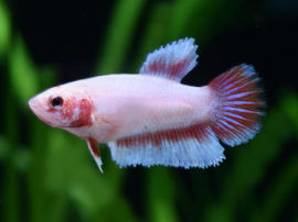 Betta splendens - Weibchen