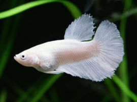 Betta splendens - Junges Männchen